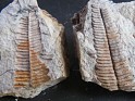 Callipteridium Gigas  Spain. Plaques with the negative and positive.. Uploaded by Granotius